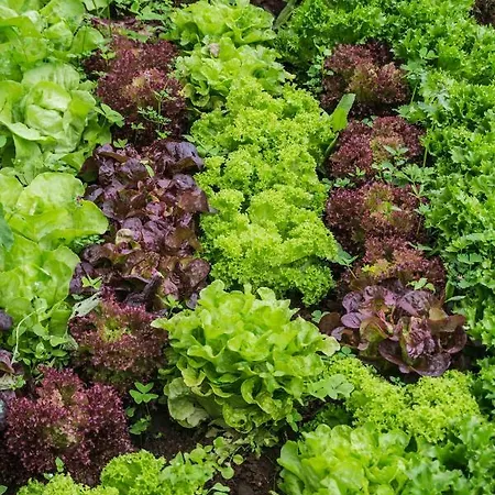 Casa El Nogal La Orotava