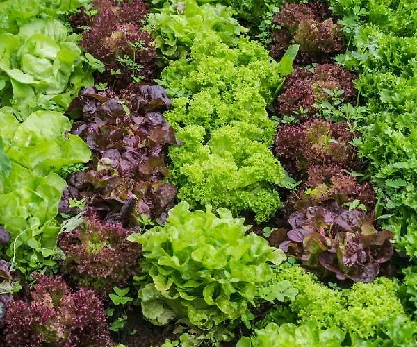 Casa El Nogal لا أوروتافا