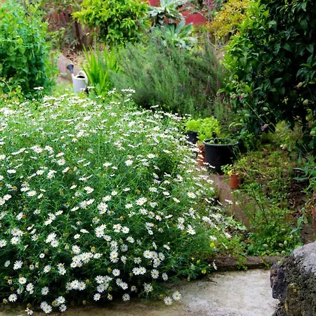 Casa El Nogal Ferienhaus La Orotava